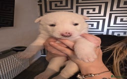 Siberian Husky dogs for sale: Siberian Husky Puppies - Image 3