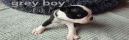 Boston Terrier dogs for sale: ⭐️KC registered beautiful Boston terrier puppies - Advert 22