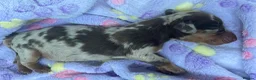 Dachshund dogs for sale: Miniature dachshund puppies in Witney - Advert 8