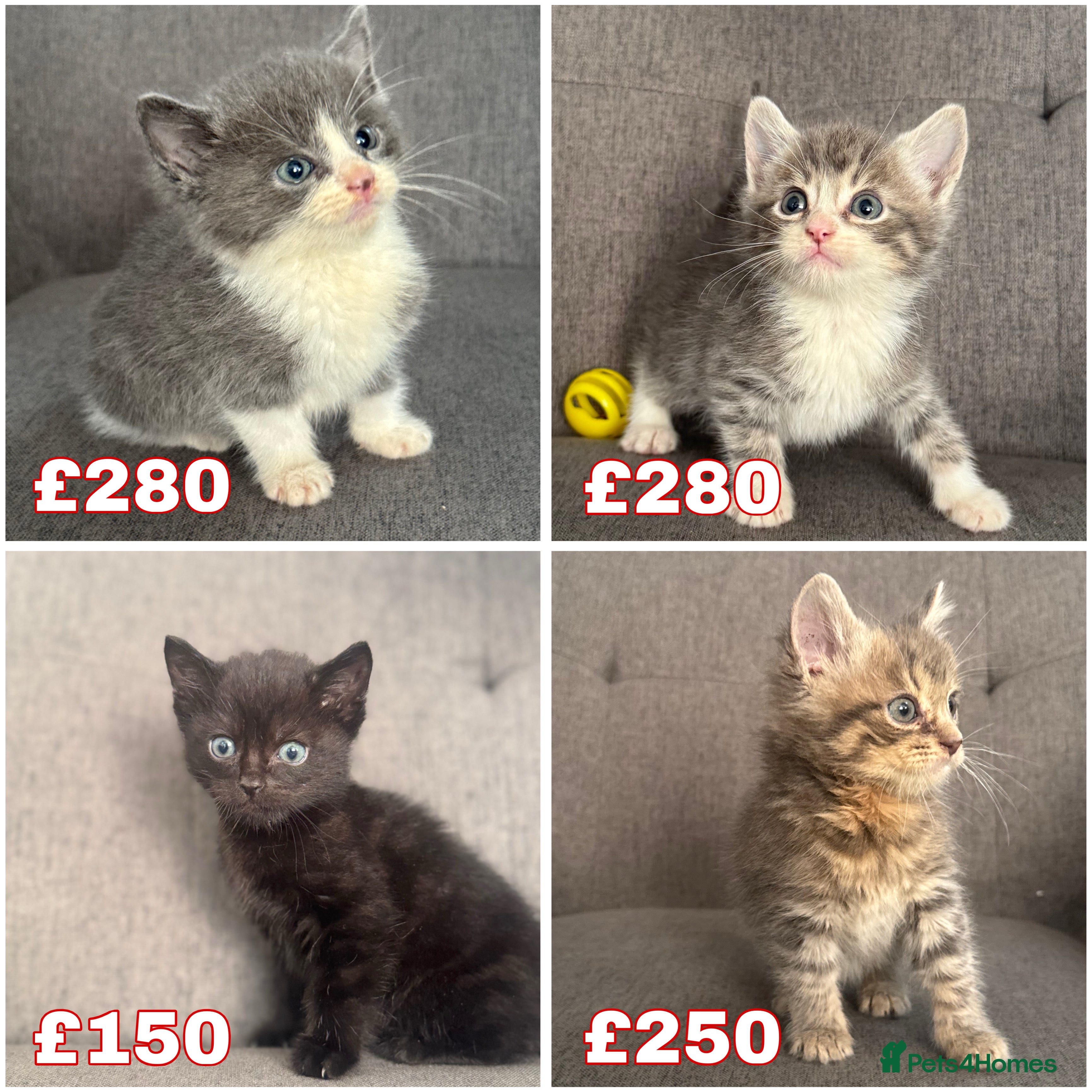 Mixed Breed cats 4 beautiful kittens  - Advert 11