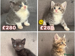 Mixed Breed cats 4 beautiful kittens - Advert 1