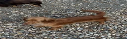 Miniature Dachshund dogs for sale: Miniature Dachshund adult girl  - Advert 4