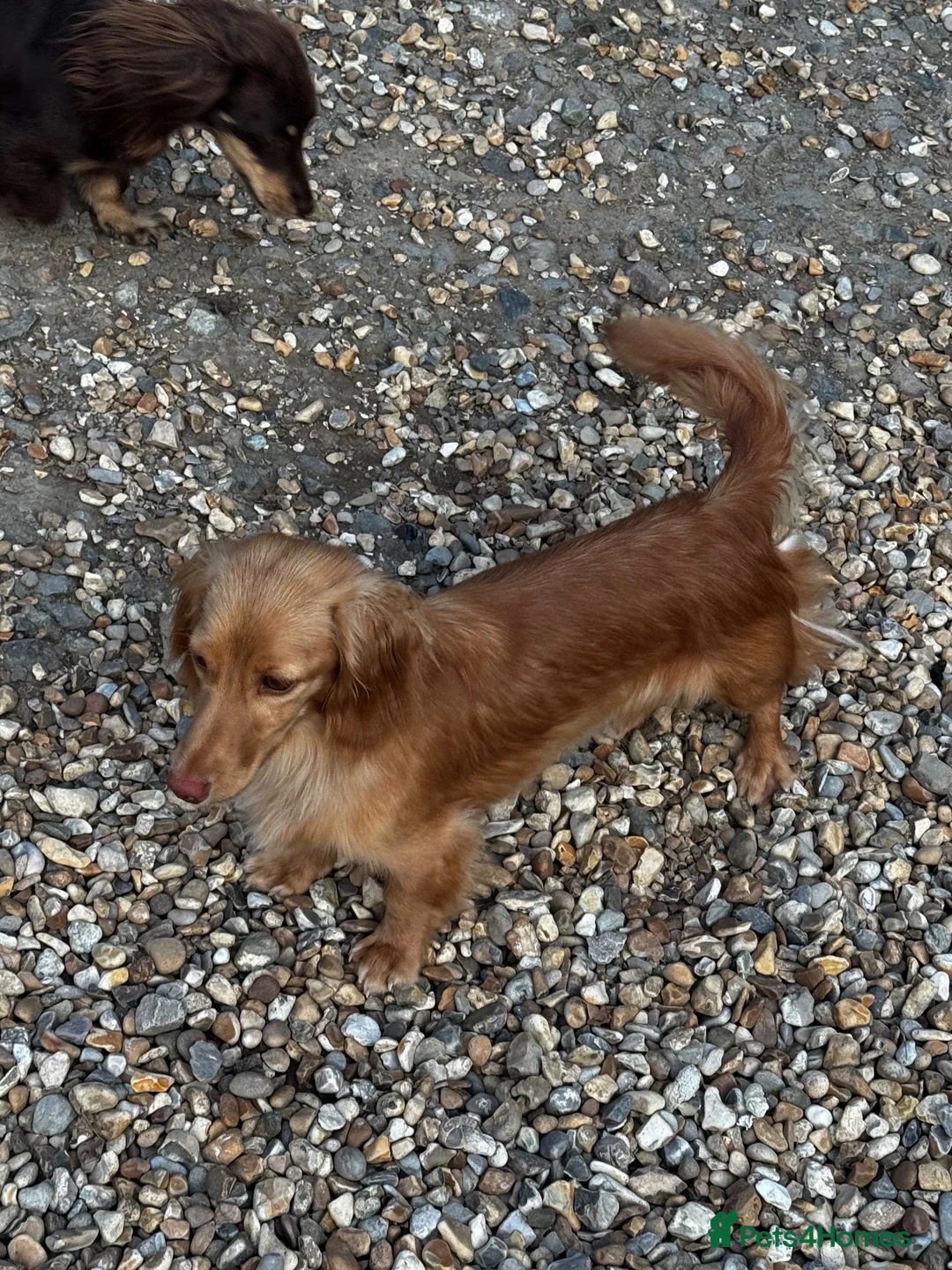 Miniature Dachshund dogs for sale: Miniature Dachshund adult girl  - Advert 4