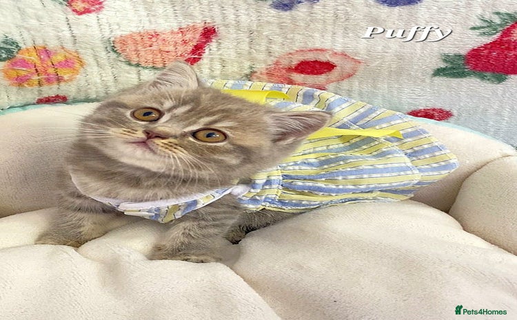 British Shorthair cats - Advert 9