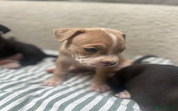 Staffordshire Bull Terrier dogs for sale: Beautiful mixstaffy looking for a forever home - Image 7
