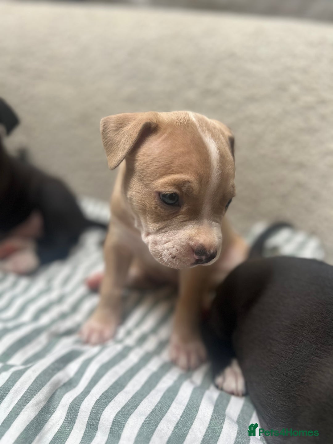 Staffordshire Bull Terrier dogs for sale: Beautiful mixstaffy looking for a forever home - Image 7