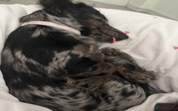 Miniature Dachshund dogs for sale: Long haired silver dapple female  - Image 3