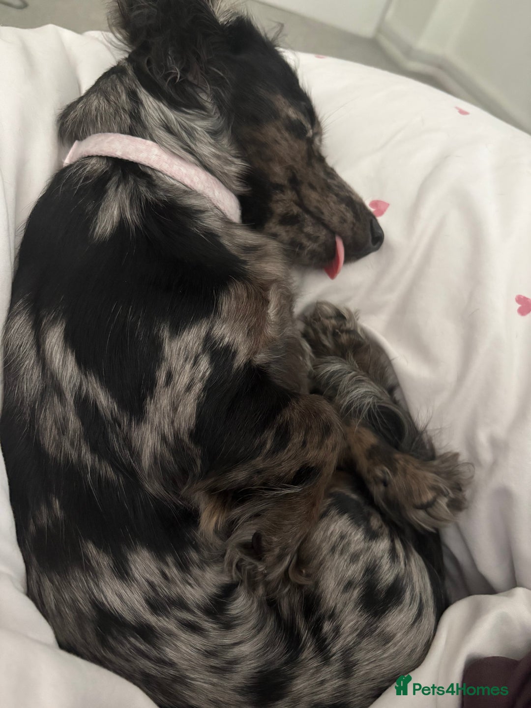 Miniature Dachshund dogs for sale: Long haired silver dapple female  - Image 3
