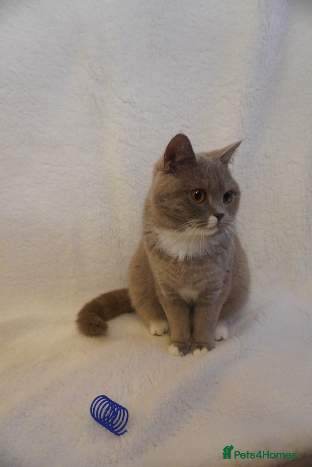 British Shorthair cats for sale: Britishshort hair and a tabby  - Advert 4
