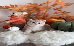 British Shorthair cats for sale: Blue Golden British Shorthair - Image 8
