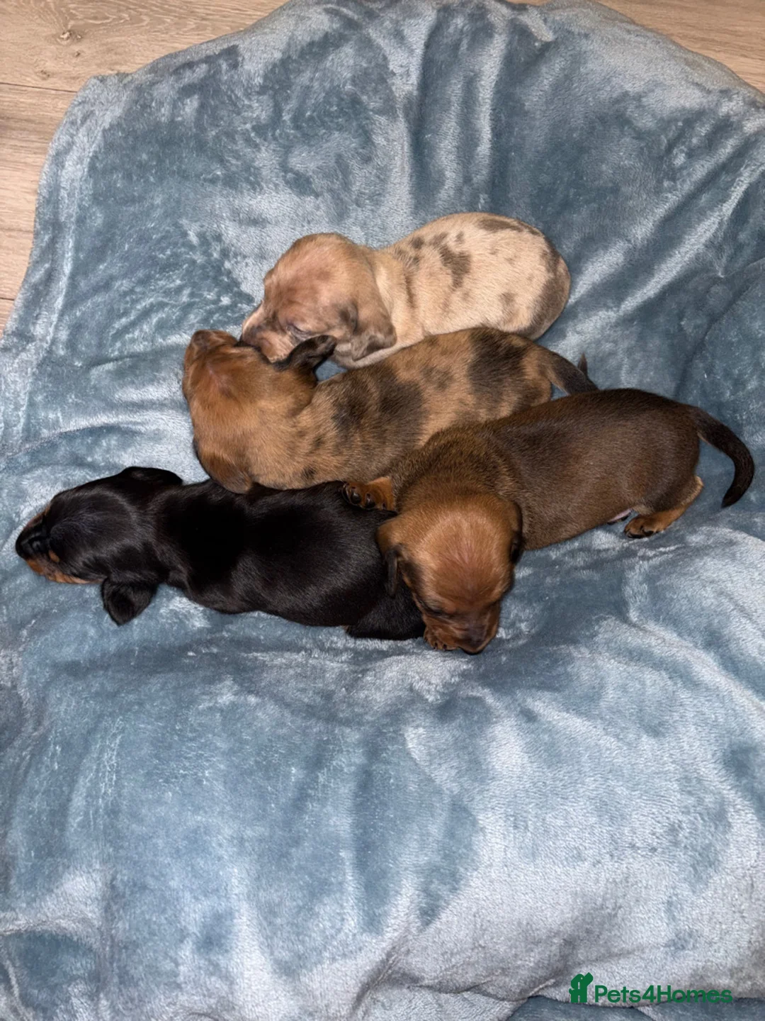 Miniature Dachshund dogs for sale: 4 Miniature Dachshund Puppies - Advert 9