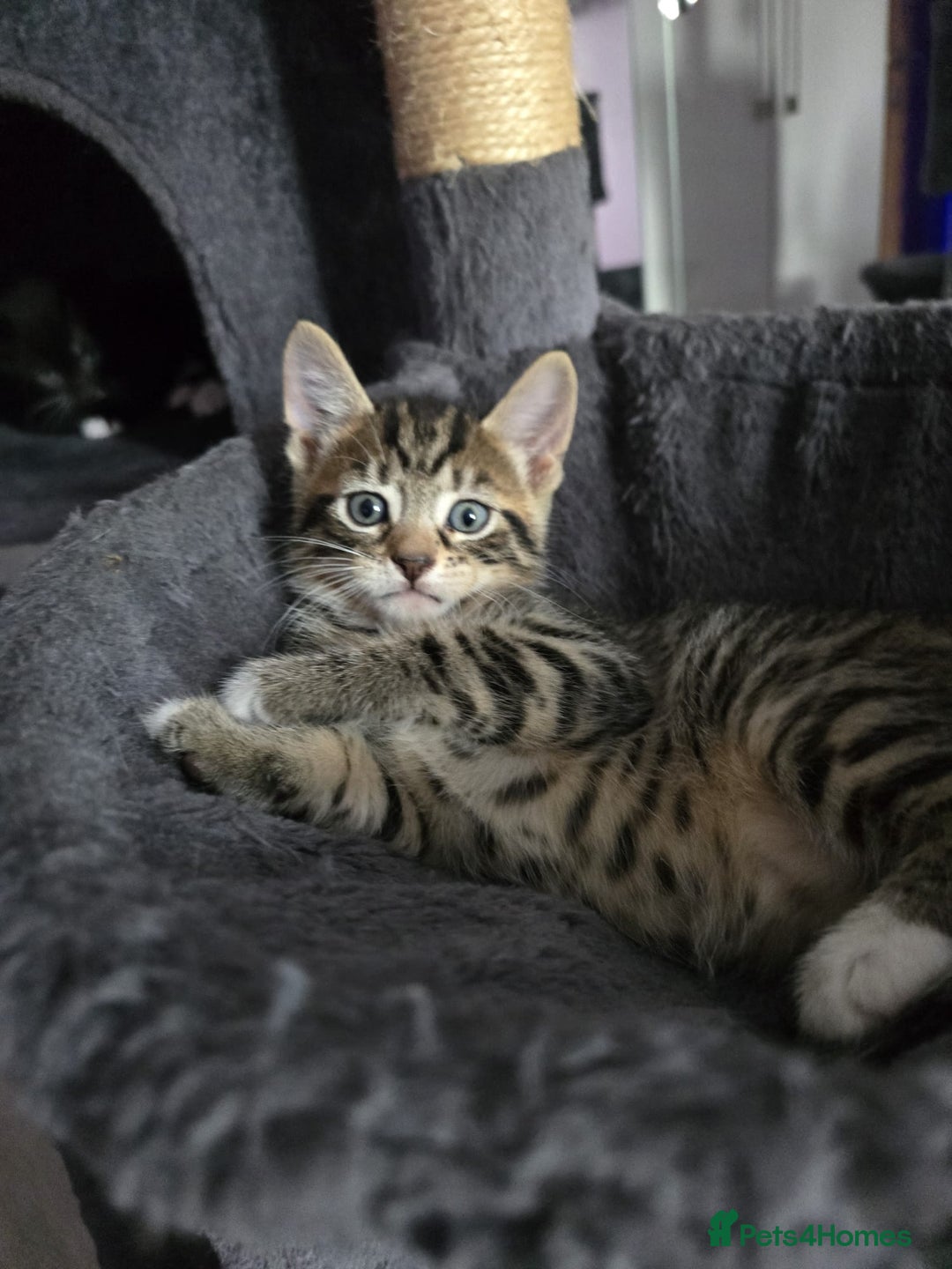 Domestic Shorthair cats for sale: 🐾Playful Kittens -Tabby or black/white🐾 - Image 9