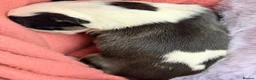 English Bull Terrier dogs for sale: English bullterrier quality puppies  - Advert 6