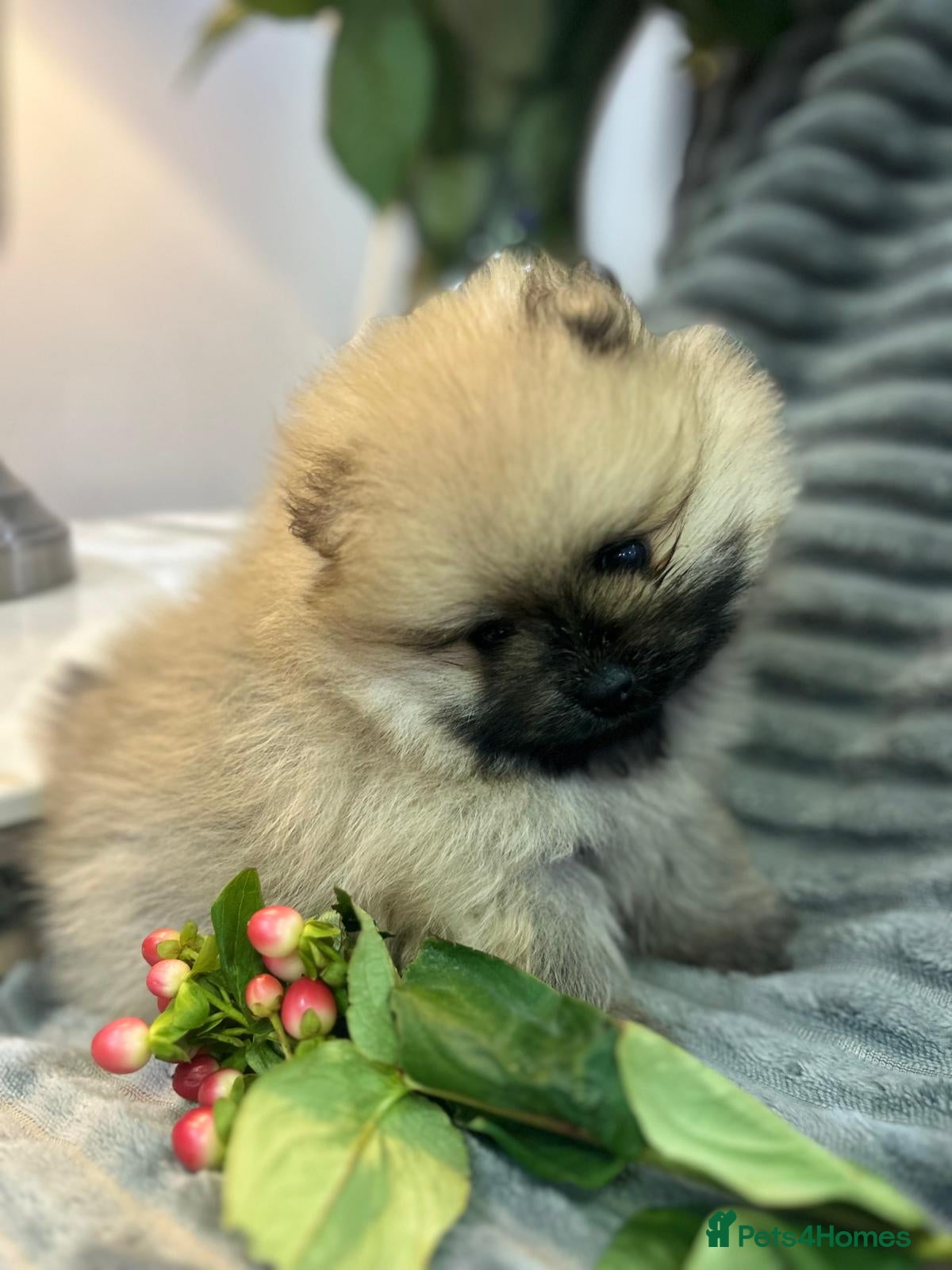 Pomeranian dogs Show quality teddy face KC reg poms 💙🩷 - Advert 4