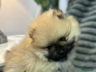 Pomeranian dogs Show quality teddy face KC reg poms 💙🩷 - Advert 1