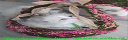 Ragdoll cats for sale: Gccf registered ragdoll kittens  - Advert 13