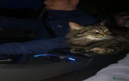 Norwegian Forest Cat cats for sale: Motoko: Norwegian Forest Cat x Maine Coon - Image 7
