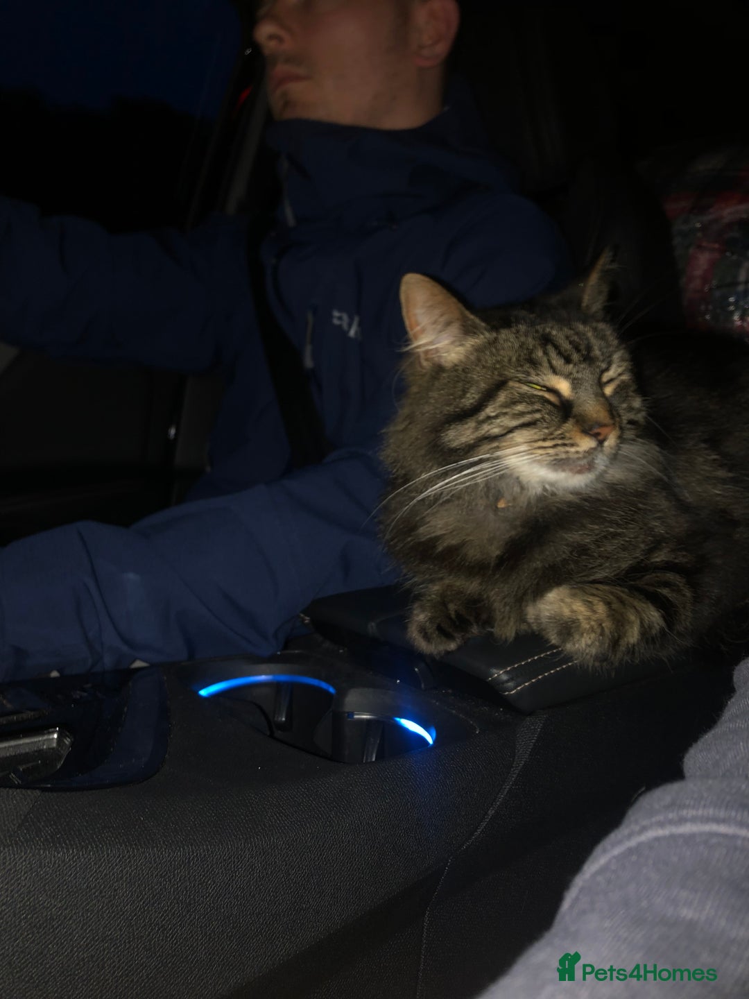 Norwegian Forest Cat cats for sale: Motoko: Norwegian Forest Cat x Maine Coon - Image 7