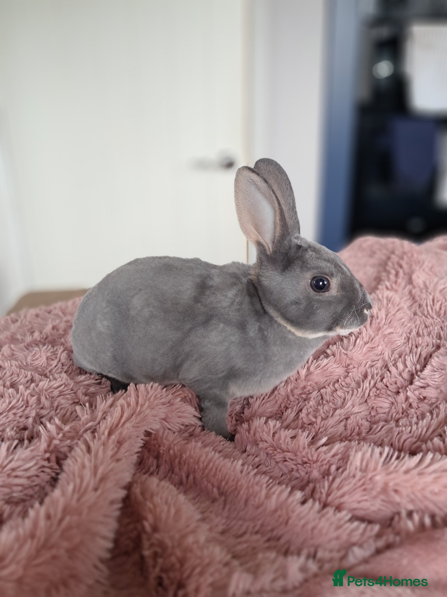 Rex rabbits Mini rex baby and plush lop adult - Advert 8