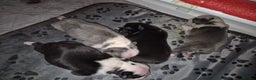 French Bulldog dogs for sale: Blue pied frenchbulldog puppies - Advert 13