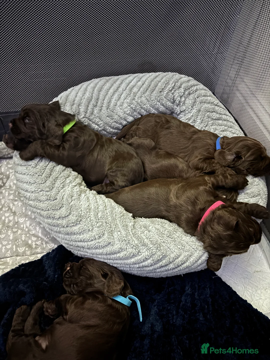 Cocker Spaniel dogs for sale: Working cocker spaniel puppies - Advert 19