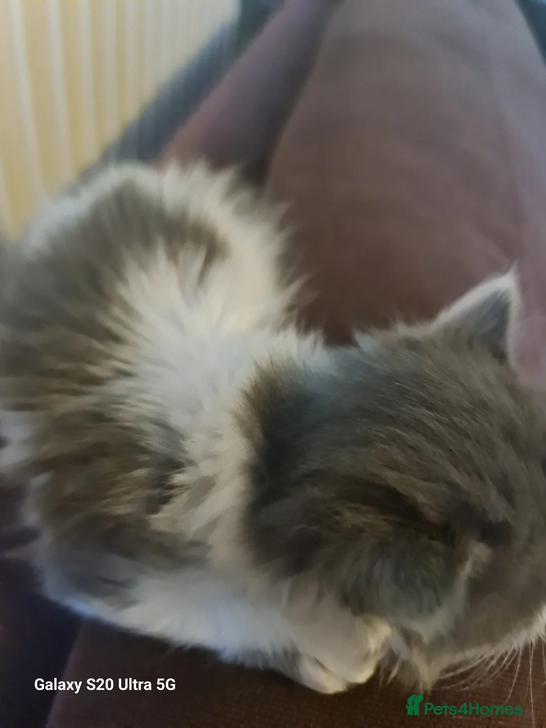 Siberian cats for sale: Kittens - Advert 13