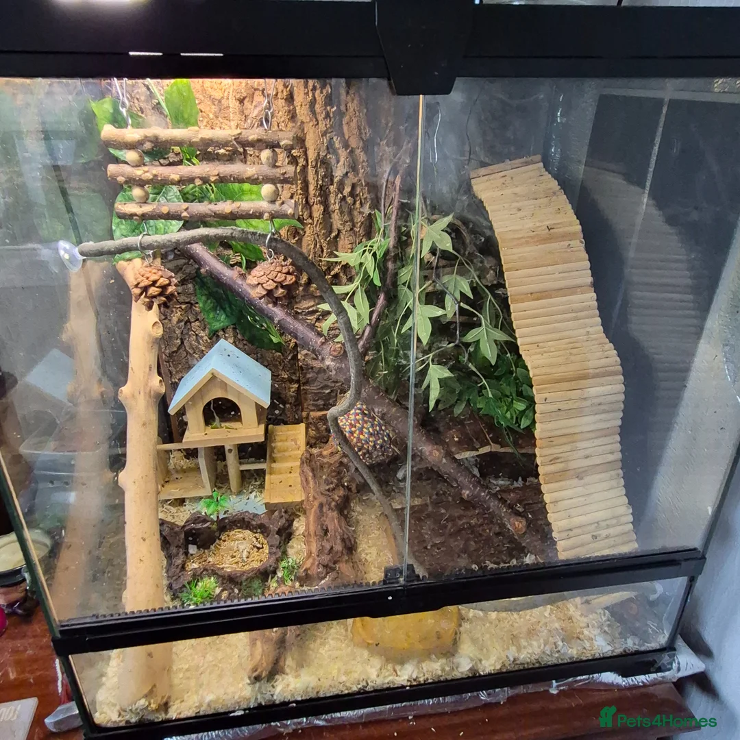 Mouse rodents for sale: African pygmy dormice  in Prestatyn - Advert 7