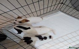 Jack Russell dogs for sale: Gorgeous miniature Jack Russell puppies  - Image 5