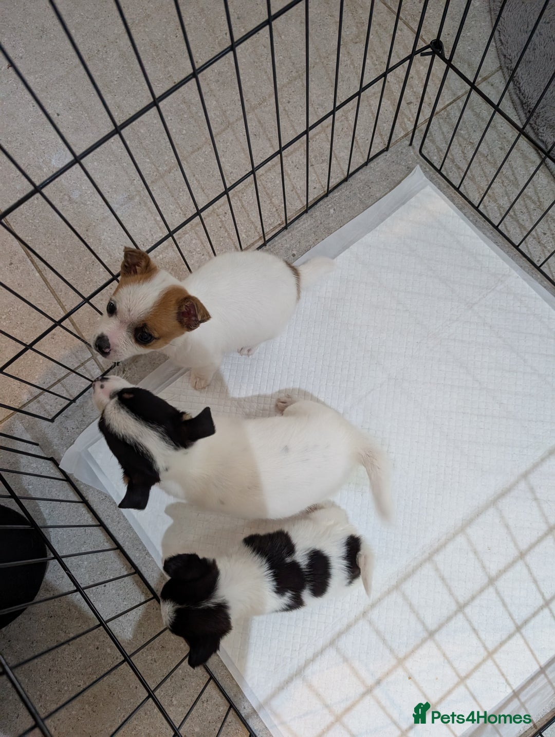 Jack Russell dogs for sale: Gorgeous miniature Jack Russell puppies  - Image 5