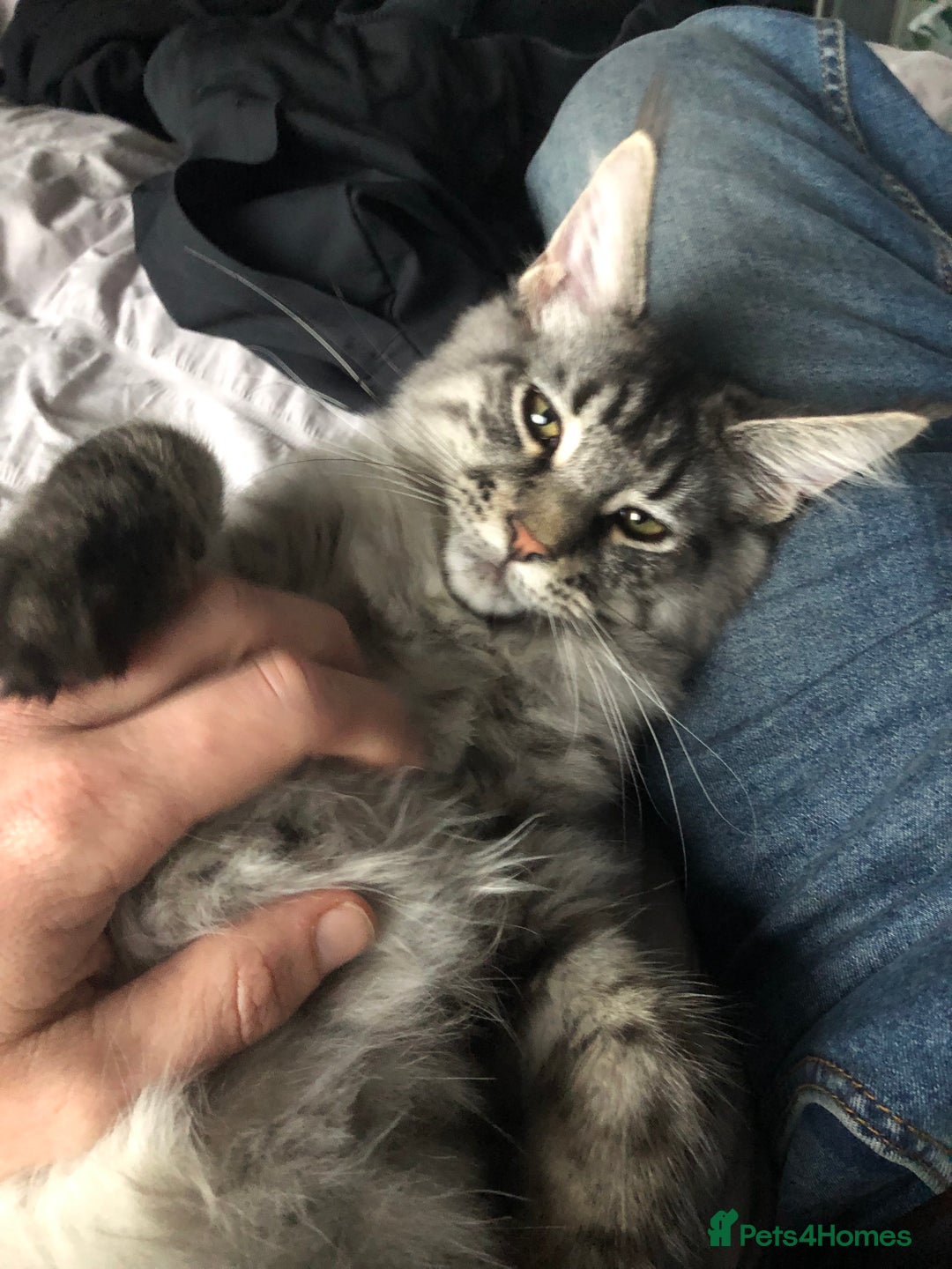 Maine Coon cats for sale: Mr Fink. Loving huge Maine coon - Image 5