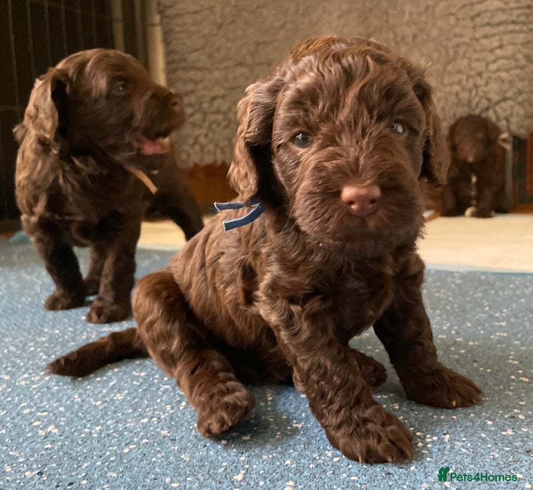Schnoodle dogs for sale: F1 mega coated mini cross Schnoodles - Image 5