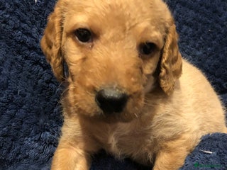 Labradoodle dogs TOP QUALITY Standard F1 Labradoodles - Advert 13