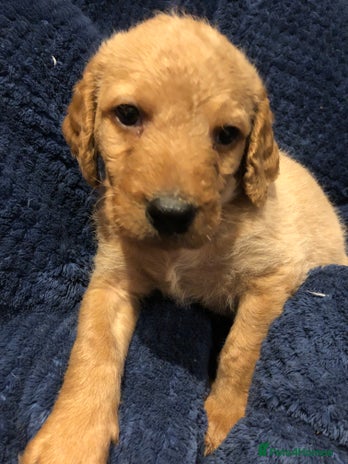 Labradoodle dogs TOP QUALITY Standard F1 Labradoodles - Advert 15