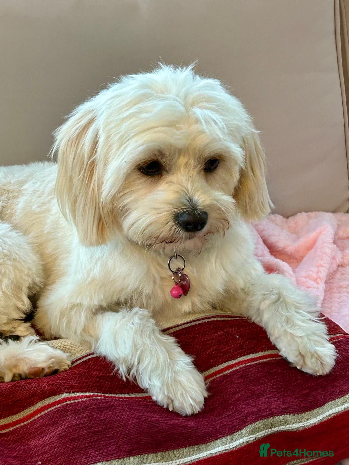 Mixed Breed dogs Dixie is a beautiful 3.5 year old Poodle cross - Advert 1