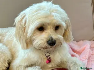 Mixed Breed dogs Dixie is a beautiful 3.5 year old Poodle cross - Advert 1