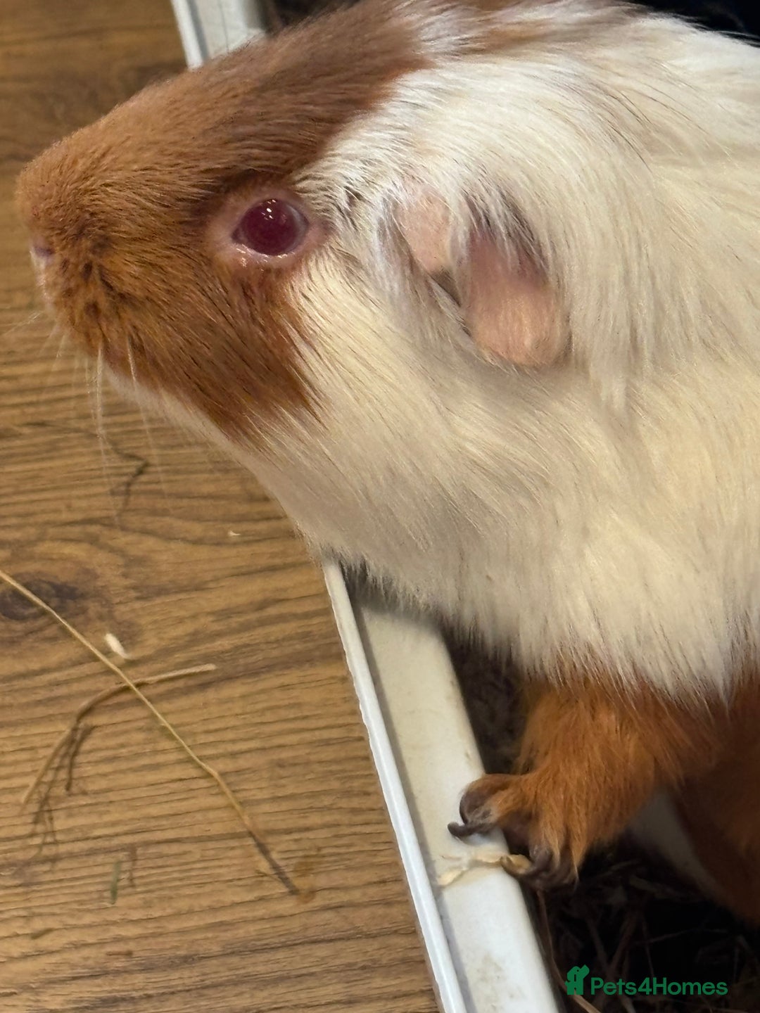 Guinea Pig rodents for sale: Guinea pigs - Advert 4