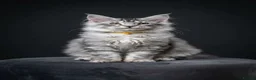 Maine Coon cats for sale: Several litters of Outstanding pedigree kittens  - Advert 9