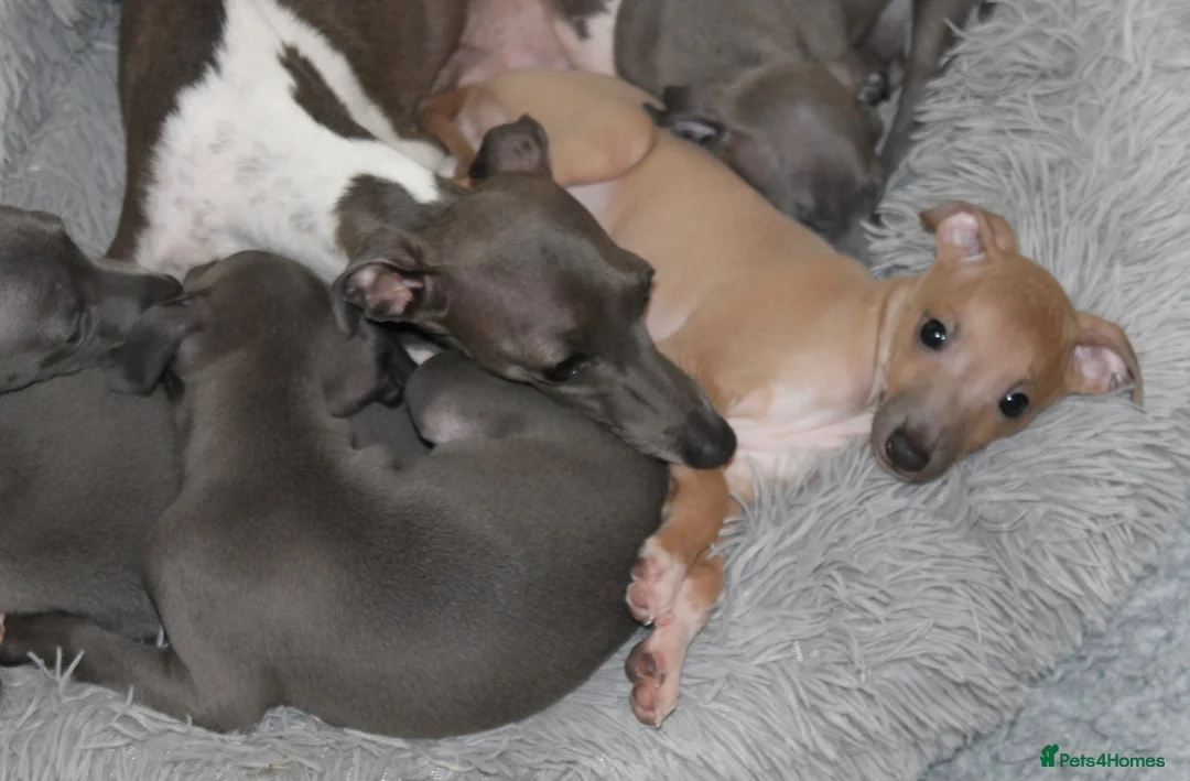 Italian Greyhound dogs for sale: One Fawn male Italian Greyhound - Advert 2