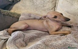Italian Greyhound dogs for sale: KC reg  Italian greyhound puppies  - Image 8