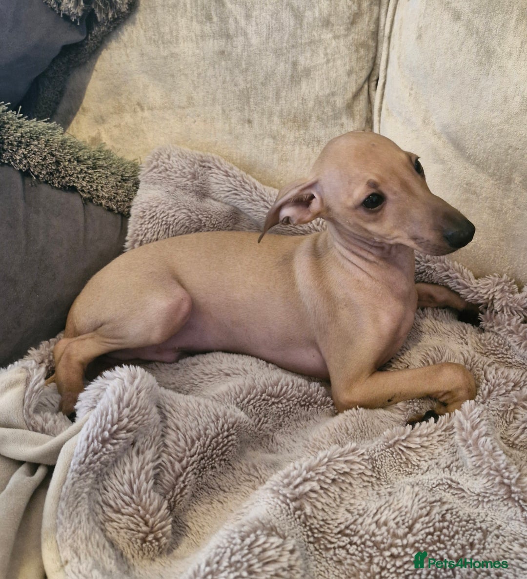 Italian Greyhound dogs for sale: KC reg  Italian greyhound puppies  - Image 8