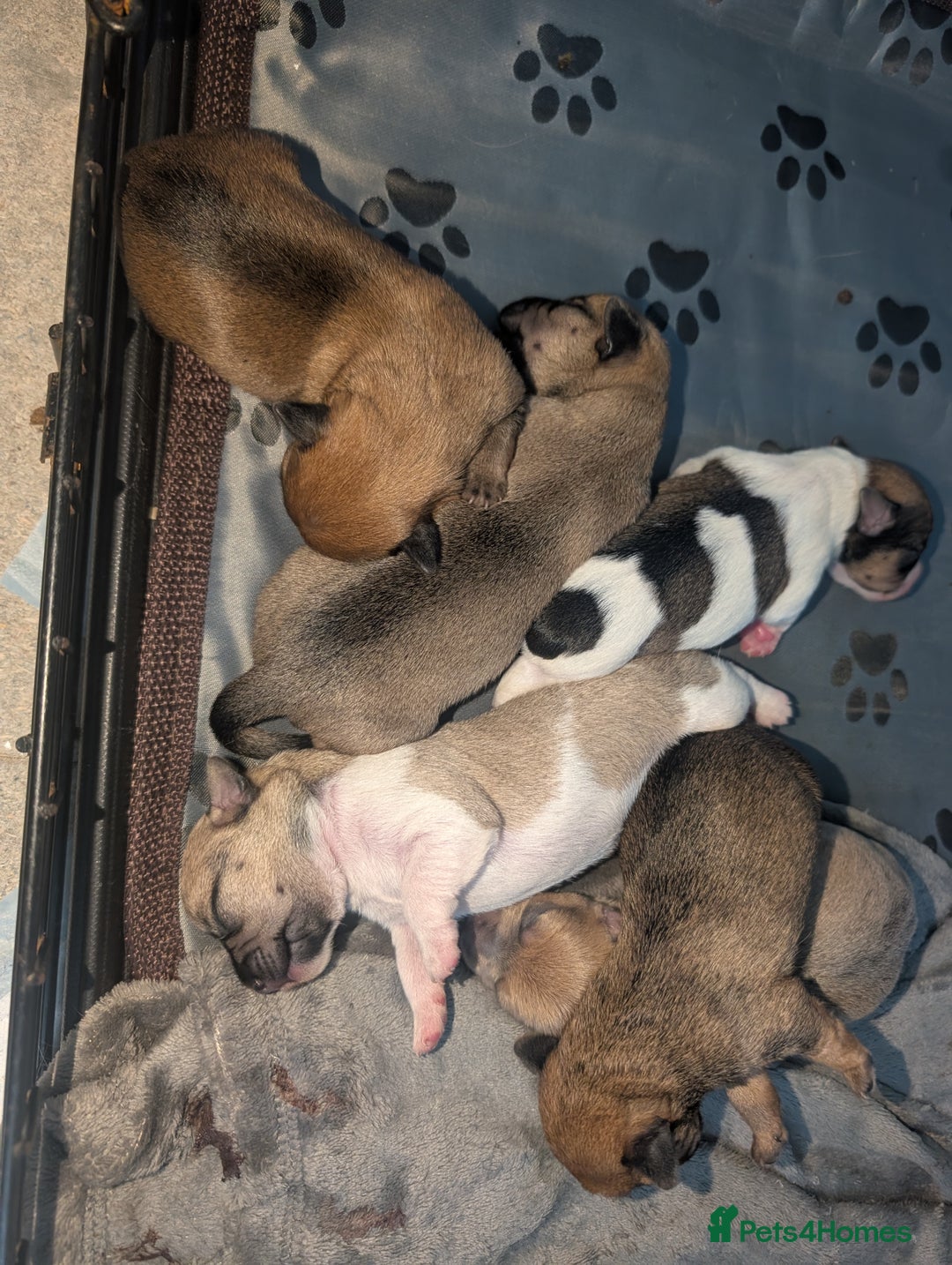 Mixed Breed dogs for sale: Beautiful Shihtzu x Cairn Terrier/Sausage x JRT - Advert 16