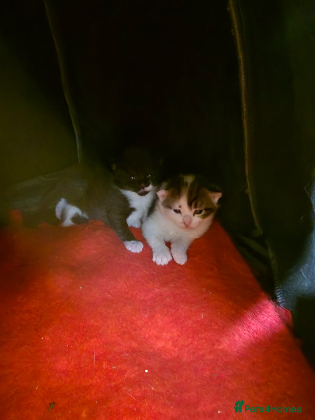 Mixed Breed cats for sale: 3 beautiful kittens, and her mum ❤️  - Advert 6