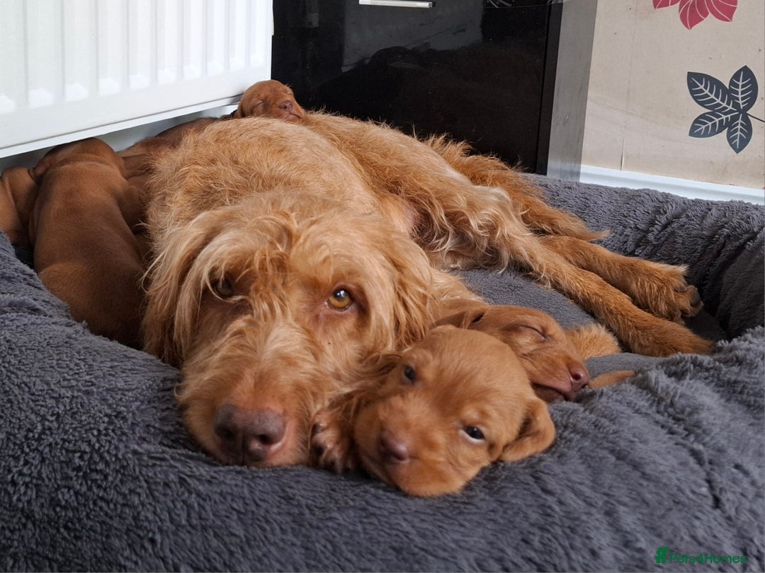 Hungarian Vizsla dogs for sale: 1 dog and 1 bitch available from 21st of August.  - Image 5