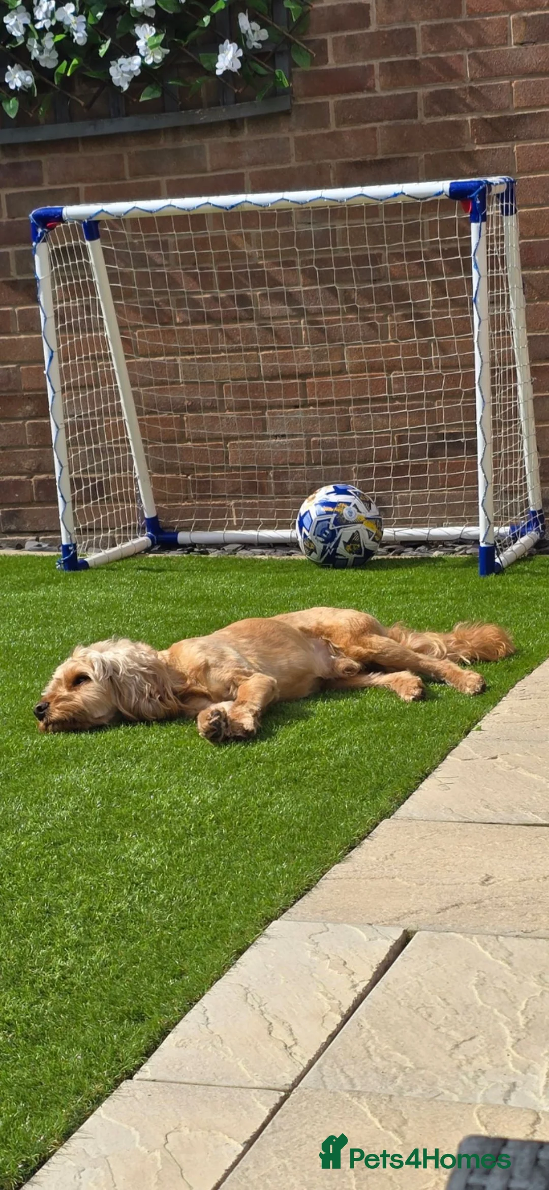 Cockapoo dogs for stud: Apricot Cockapoo 4 years old available to stud. in Doncaster - Advert 5