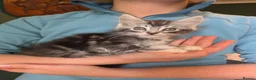 Maine Coon cats for sale: Maine Coon Kittens for Sale - Advert 24