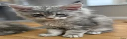 Maine Coon cats for sale: READY TO LEAVE Top quality Maine coon kittens - Advert 21