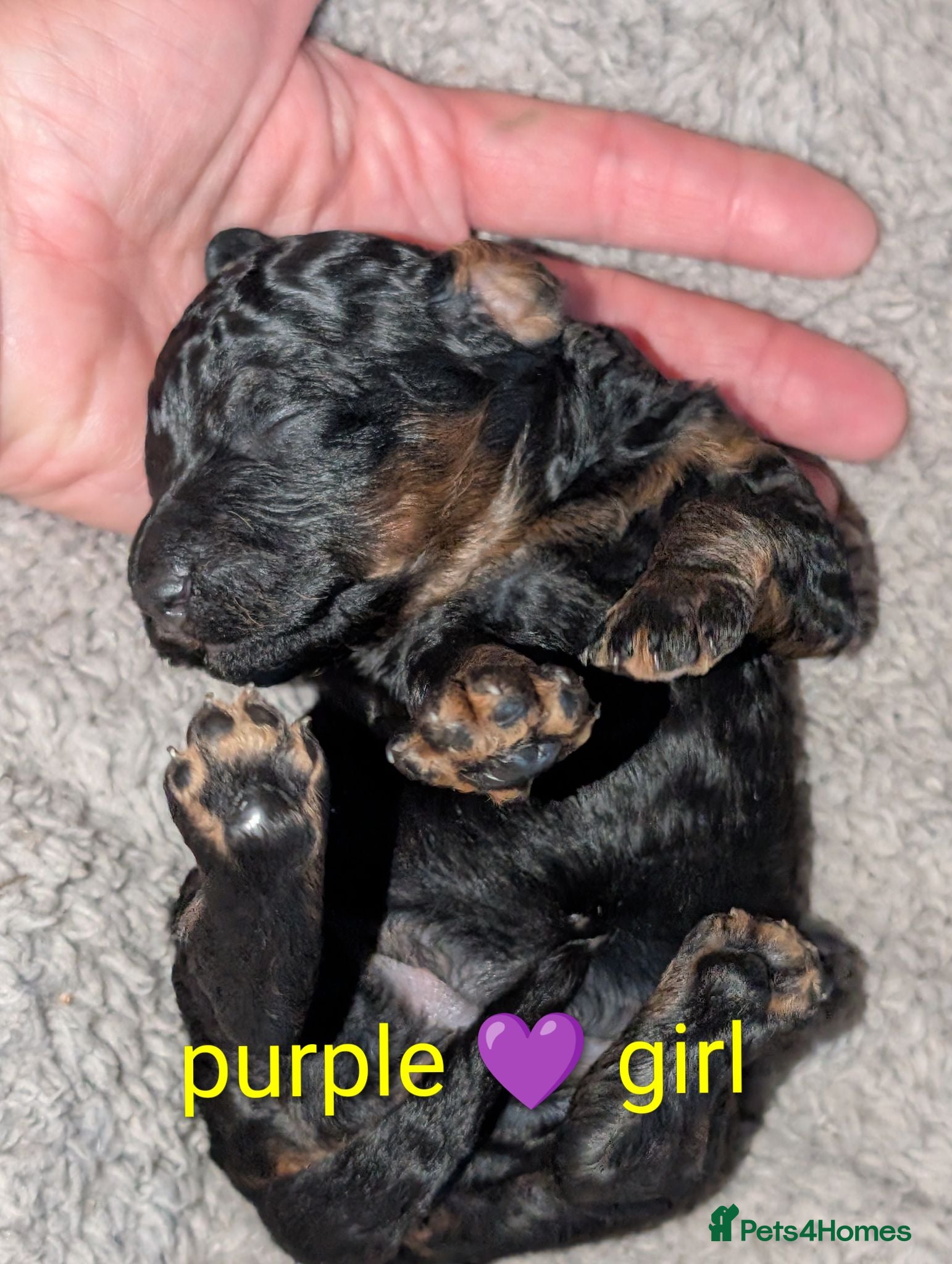 Miniature Poodle dogs Viewings from the 21st  - Advert 11