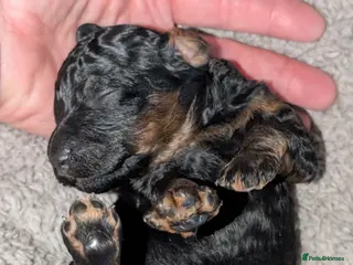 Miniature Poodle dogs Viewings from the 21st - Advert 11