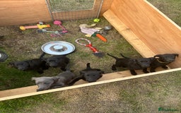 Whippet dogs for sale: 🐾 KC Registered Black Whippet Puppies 🐾 - Image 3