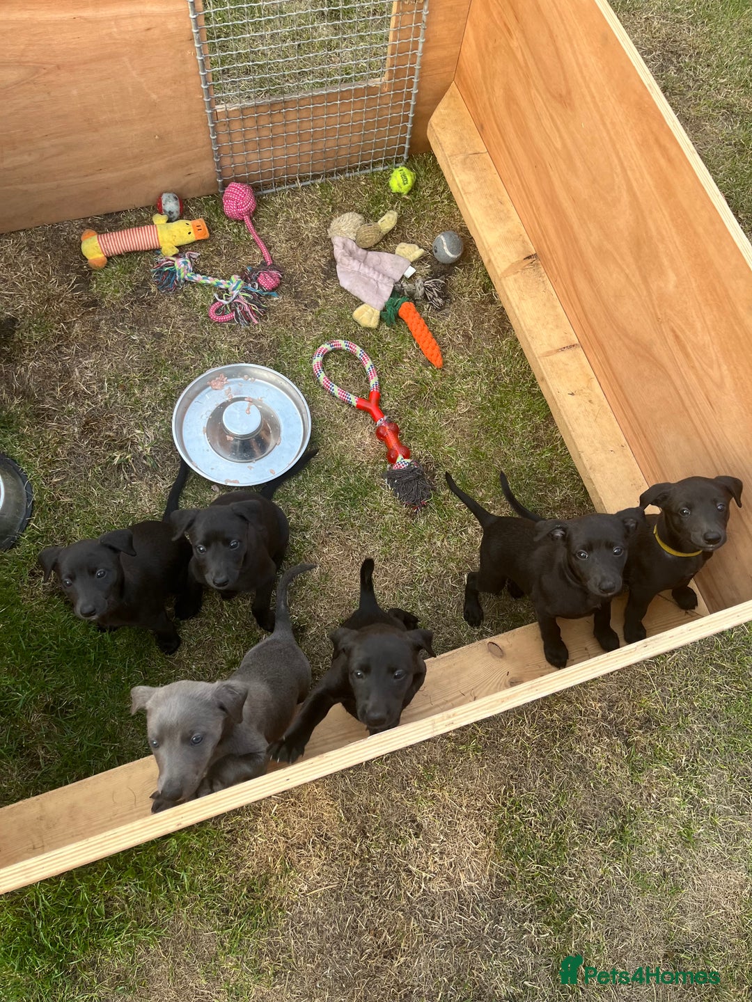 Whippet dogs for sale: 🐾 KC Registered Black Whippet Puppies 🐾 - Image 3